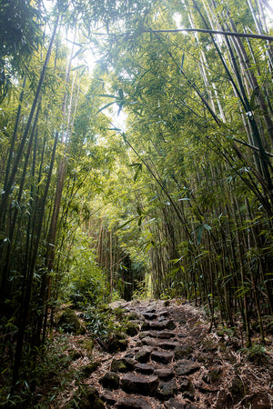Bambusverige, bambuväxt